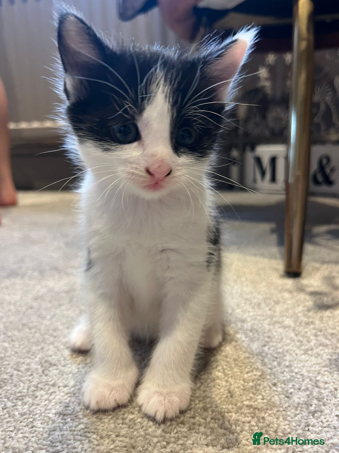 Mixed Breed cats for sale: 3 kittens for sale.  - Image 3