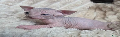 Sphynx 1