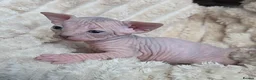Sphynx cats for sale: Uniquely Beautiful, Naturally Adorable-Sphynx  in Belfast - Advert 4