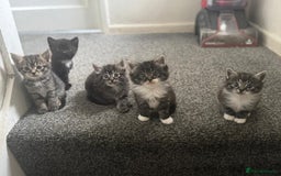 Maine Coon cats for sale: Maine coon mix Persian kittens   - Image 5