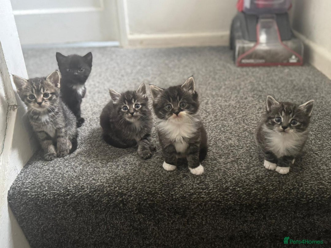 Maine Coon cats for sale: Maine coon mix Persian kittens   - Image 5