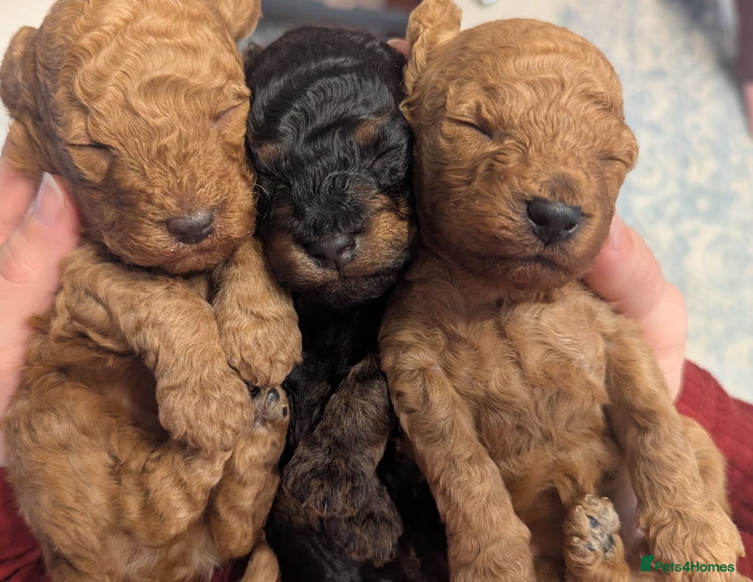 Toy Poodle dogs for sale: 3 Beautiful Boys  - Image 2