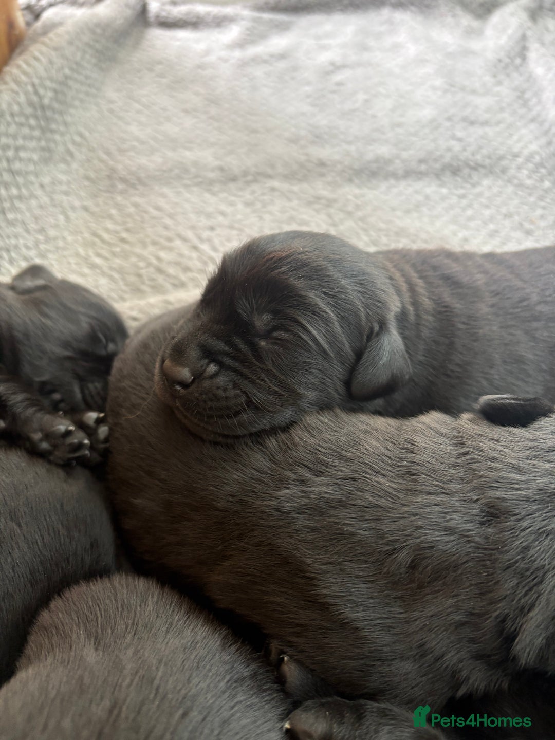 Labrador Retriever dogs for sale: Health tested KC Registered Labrador Puppies  - Image 2