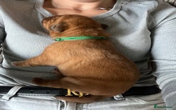 Dogue De Bordeaux dogs for sale: Beautiful KC Dogue De Bordeaux Puppies - Image 6