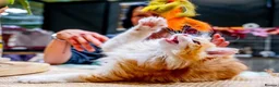 Kurilian Bobtail cats for sale: Stunning FIFe Registered Kurilian Bobtail kittens - Advert 8