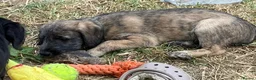 Mixed Breed dogs for sale: F1 dark fawn brindle  puppy  - Advert 4