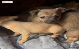 Mixed Breed dogs for sale: Beautiful jackchi puppies  - Advert 8