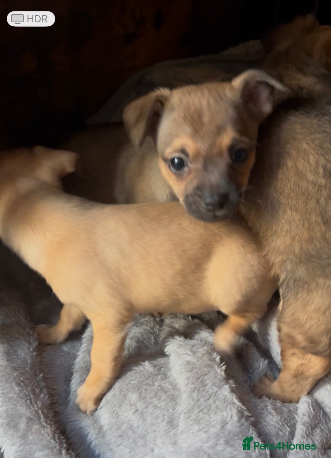 Mixed Breed dogs for sale: Beautiful jackchi puppies  - Advert 8