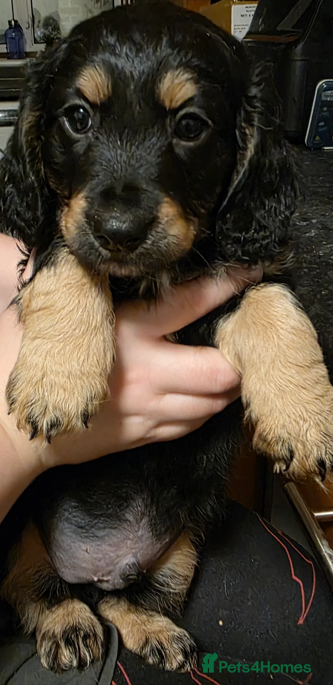 Cockapoo dogs for sale: The Magnificent fully-vaccinated Seven  in Romford - Advert 14