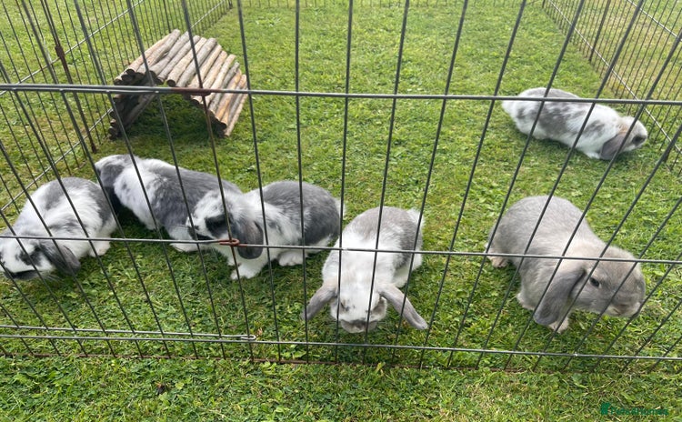 Mini Lop rabbits - Advert 2