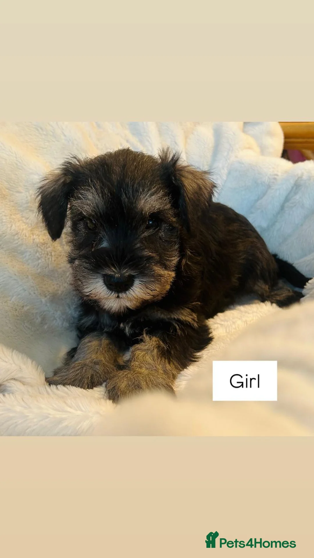 Miniature Schnauzer dogs for sale: KC registered Minature schnauzer puppies - Advert 6