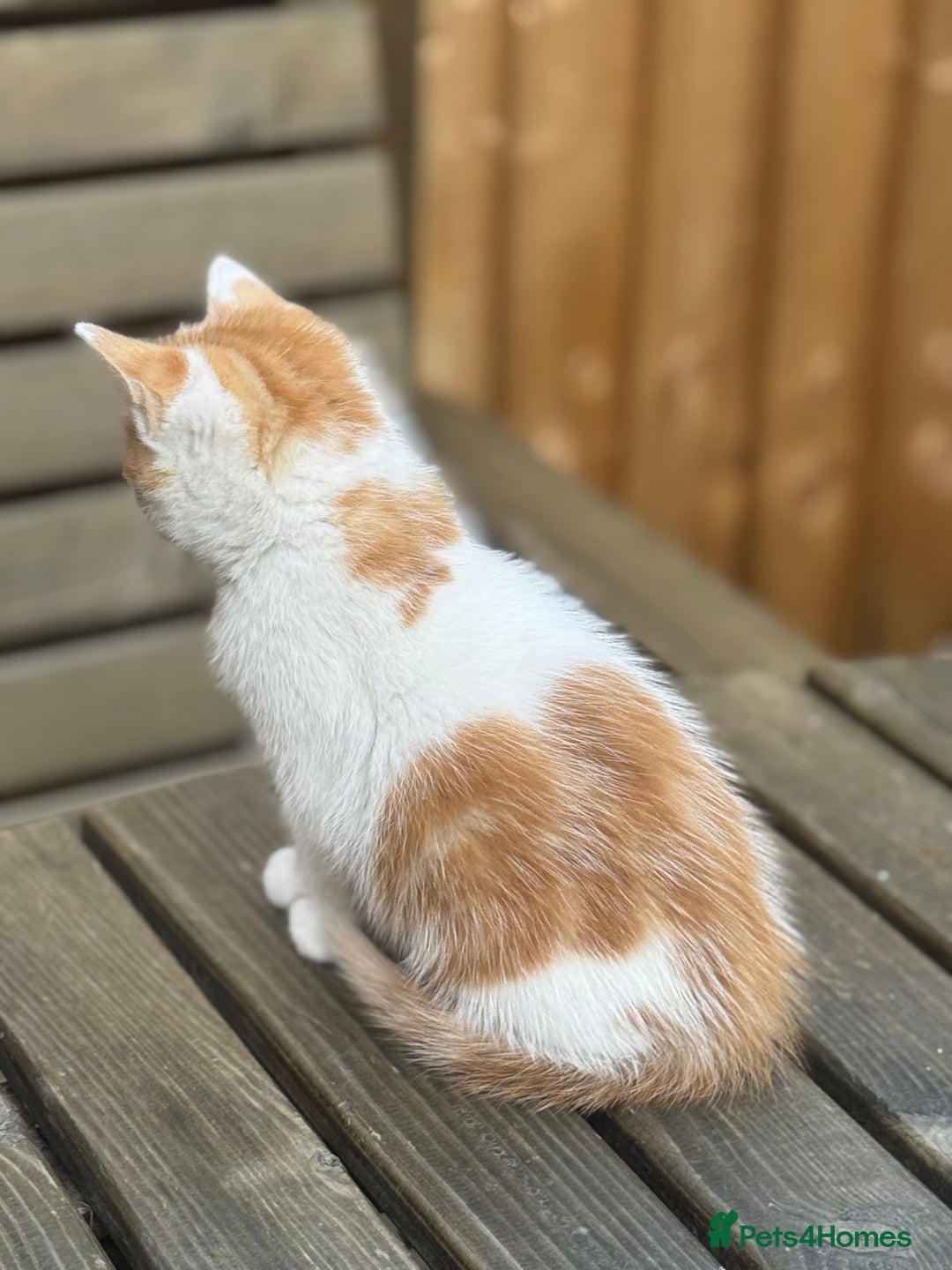 European cats for sale: Kittens 🐱  - Image 4