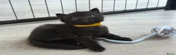 British Shorthair cats for sale: Champion Bloodline British Shorthair Kittens - Advert 13