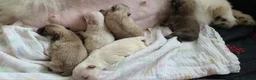 Pomeranian dogs for sale: Stunning KC Pomeranian Puppies for sale - Advert 25