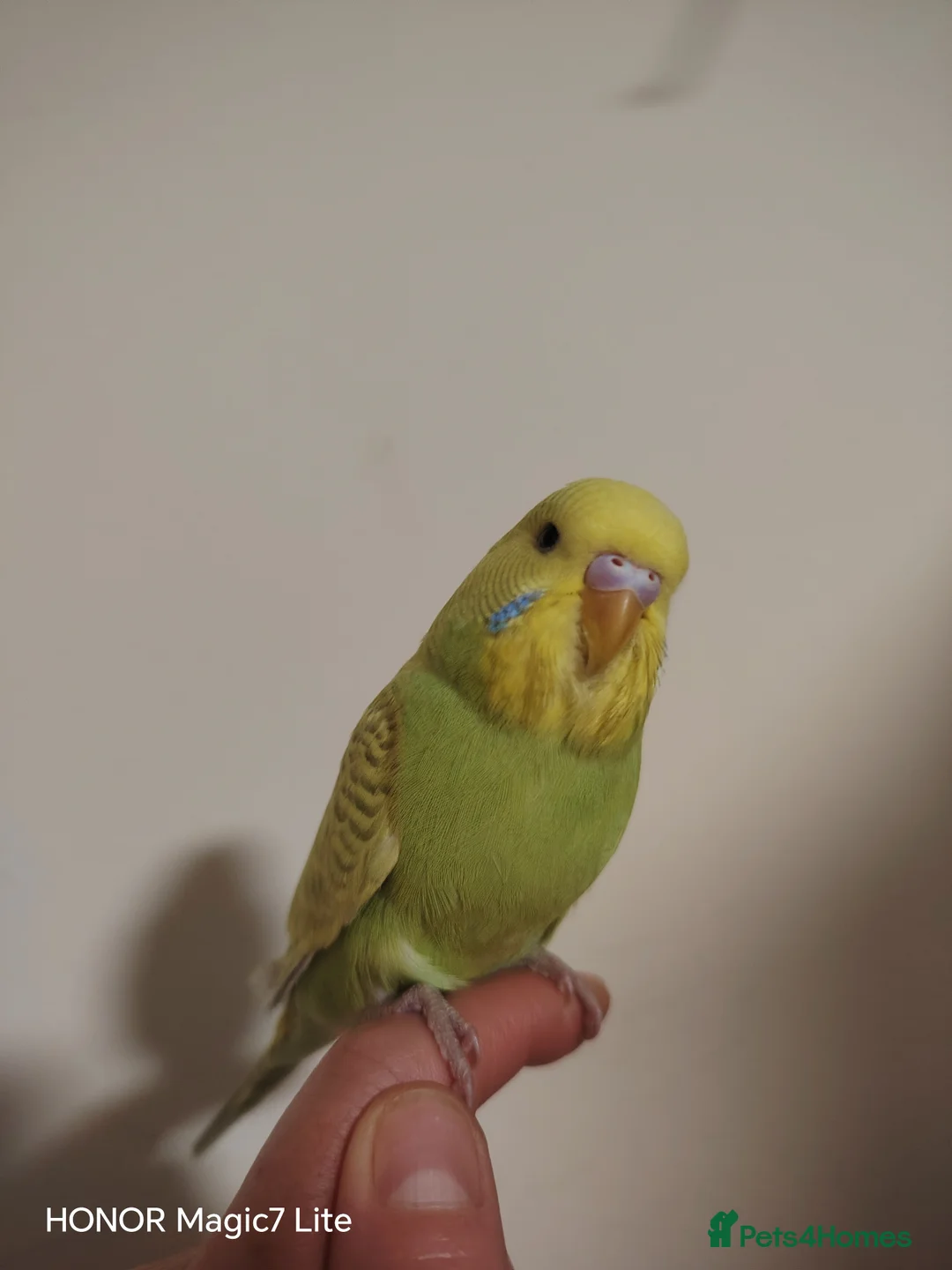 Budgerigars birds for sale: Beautiful Baby Budgies for sale  - Advert 5