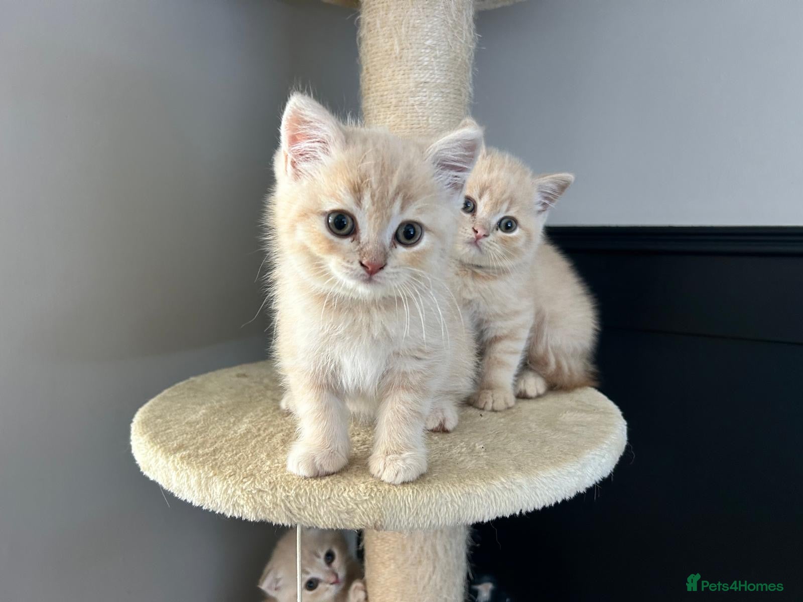 Scottish Fold cats PUREBRED Scottish fold kittens  - Advert 16