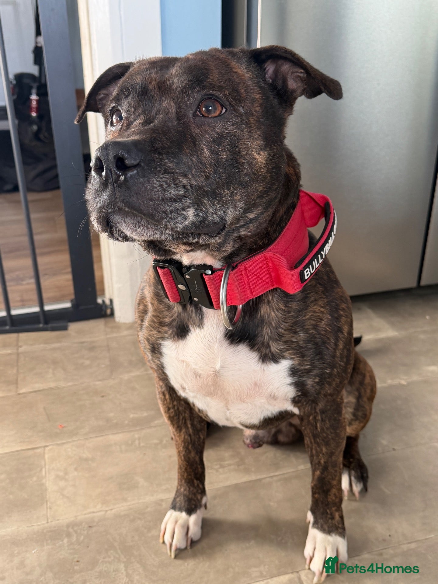 Staffordshire Bull Terrier dogs Staffy for stud  - Advert 1