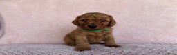 Cavapoo dogs for sale: Health tested F1b Cavapoo puppies - Advert 7