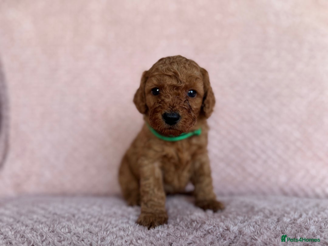Cavapoo dogs for sale: Health tested F1b Cavapoo puppies - Advert 7