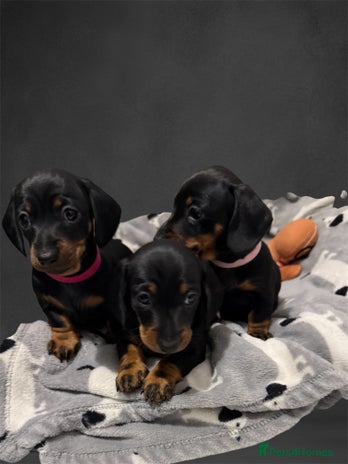 Miniature Dachshund dogs - Advert 3