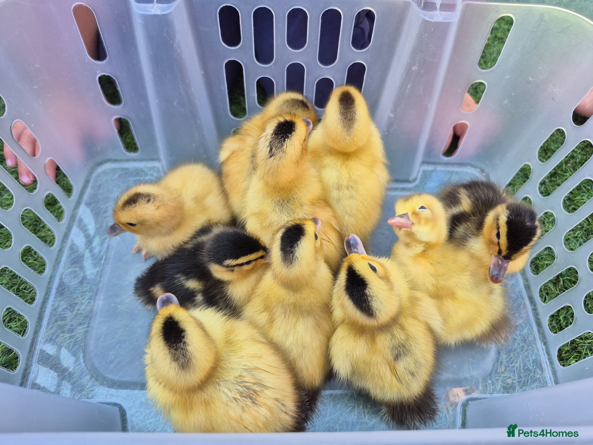 Ducks poultry Adorable, hand-raised pet ducklings - Advert 2