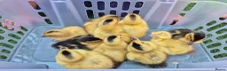 Ducks poultry for sale: Adorable, hand-raised pet ducklings - Advert 2