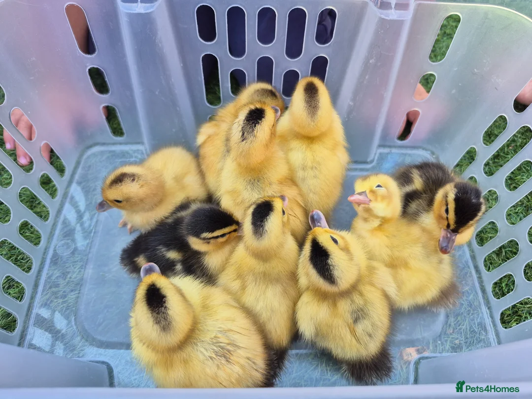 Ducks poultry for sale: Adorable, hand-raised pet ducklings - Advert 2