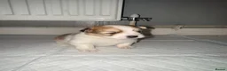 Mixed Breed dogs for sale: Pomeranian cross puppies  in Swindon - Advert 10