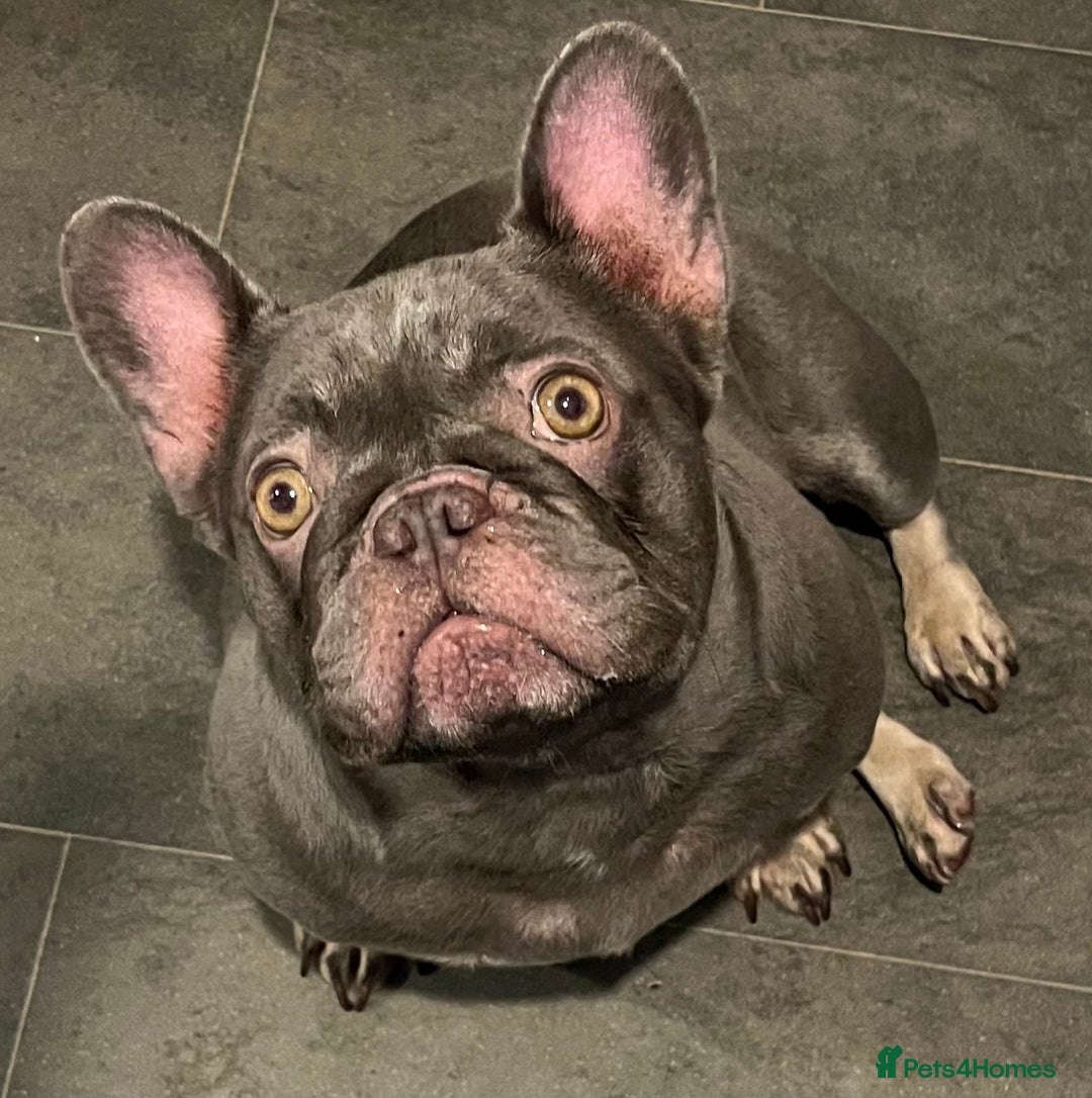 French Bulldog dogs for sale: Beautiful female frenchie  - Advert 9