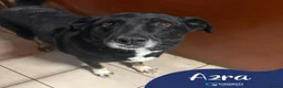 Mixed Breed dogs for adoption: Meet Azra and Vucko,currently residing in Cheshire in Nantwich - Advert 2