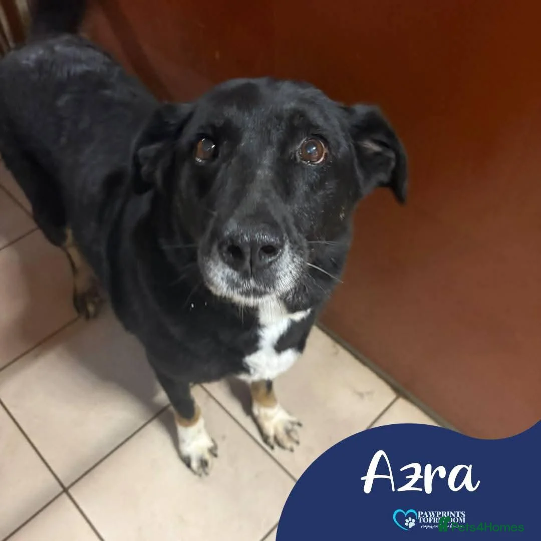 Mixed Breed dogs for adoption: Meet Azra and Vucko,currently residing in Cheshire in Nantwich - Advert 2