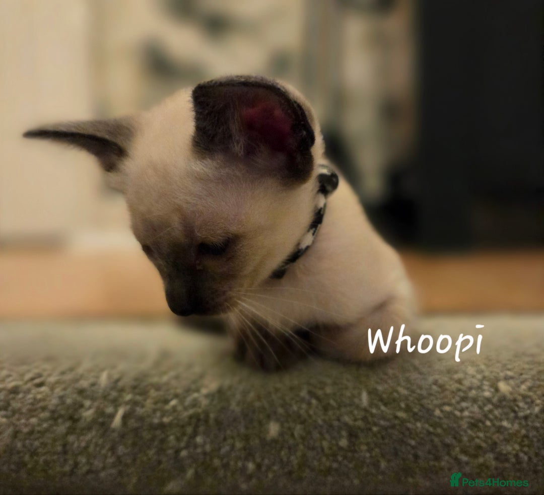 Siamese cats for sale: 8 super soft purebred GCCF reg Siamese - Image 5