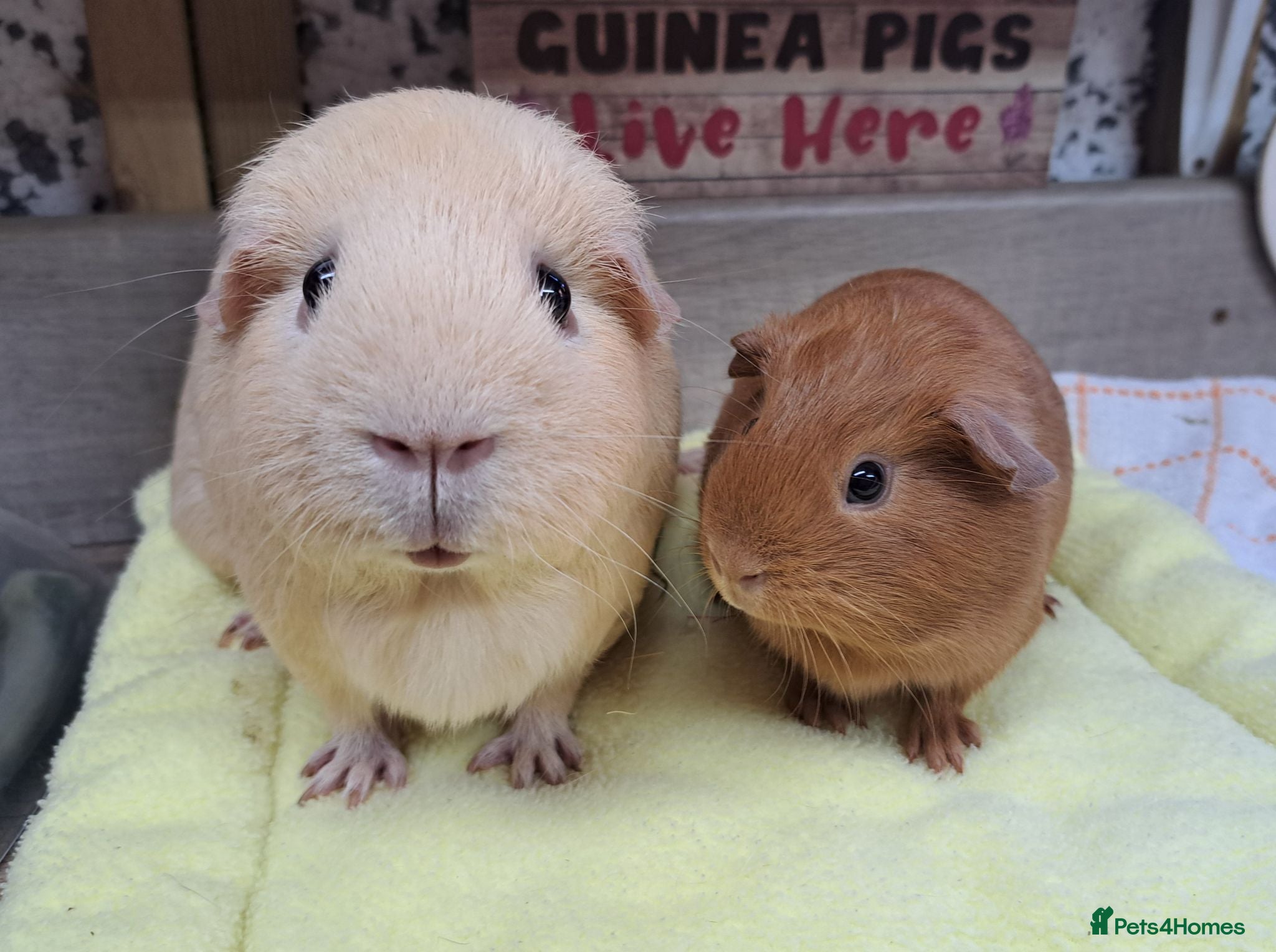 Guinea Pig rodents Female Guinea Pigs - Leeds collection - Advert 1