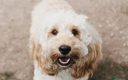 Cockapoo dogs for sale: Gorgeous nearly 2 yr old champagne cockapoo - Image 2