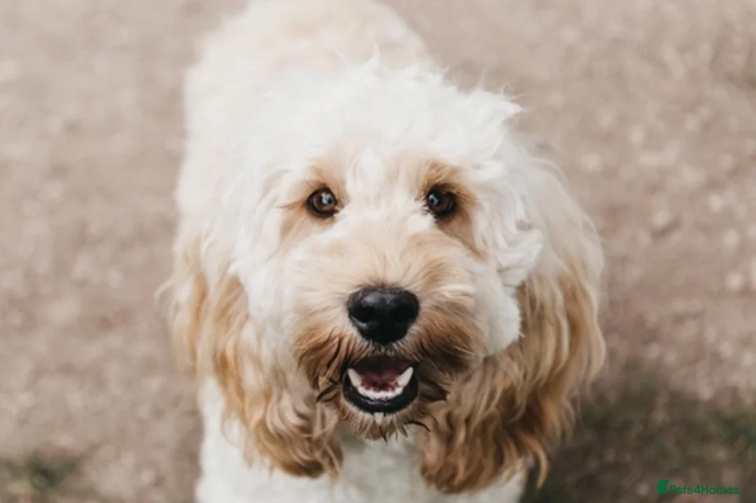 Cockapoo dogs for sale: Gorgeous nearly 2 yr old champagne cockapoo - Image 2
