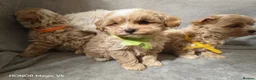 Maltipoo dogs for sale: Toy Maltipoo Puppies  - Advert 9