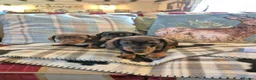 Miniature Dachshund dogs for sale: 3 Smooth haired Miniature Dachshund boys - Advert 4
