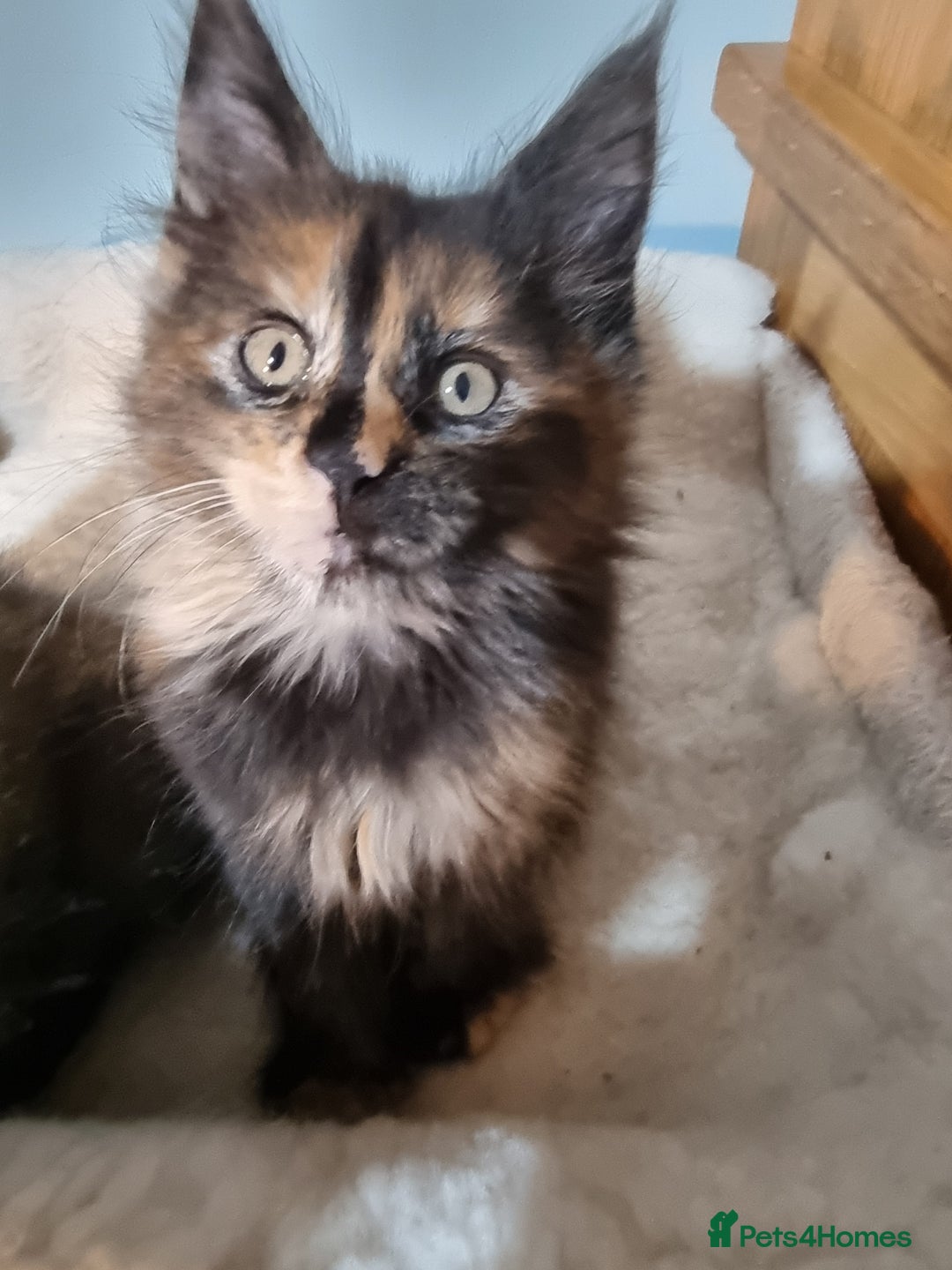 Maine Coon cats for sale: Pedigree GCCF Registered Maincoon Kittens - Image 13