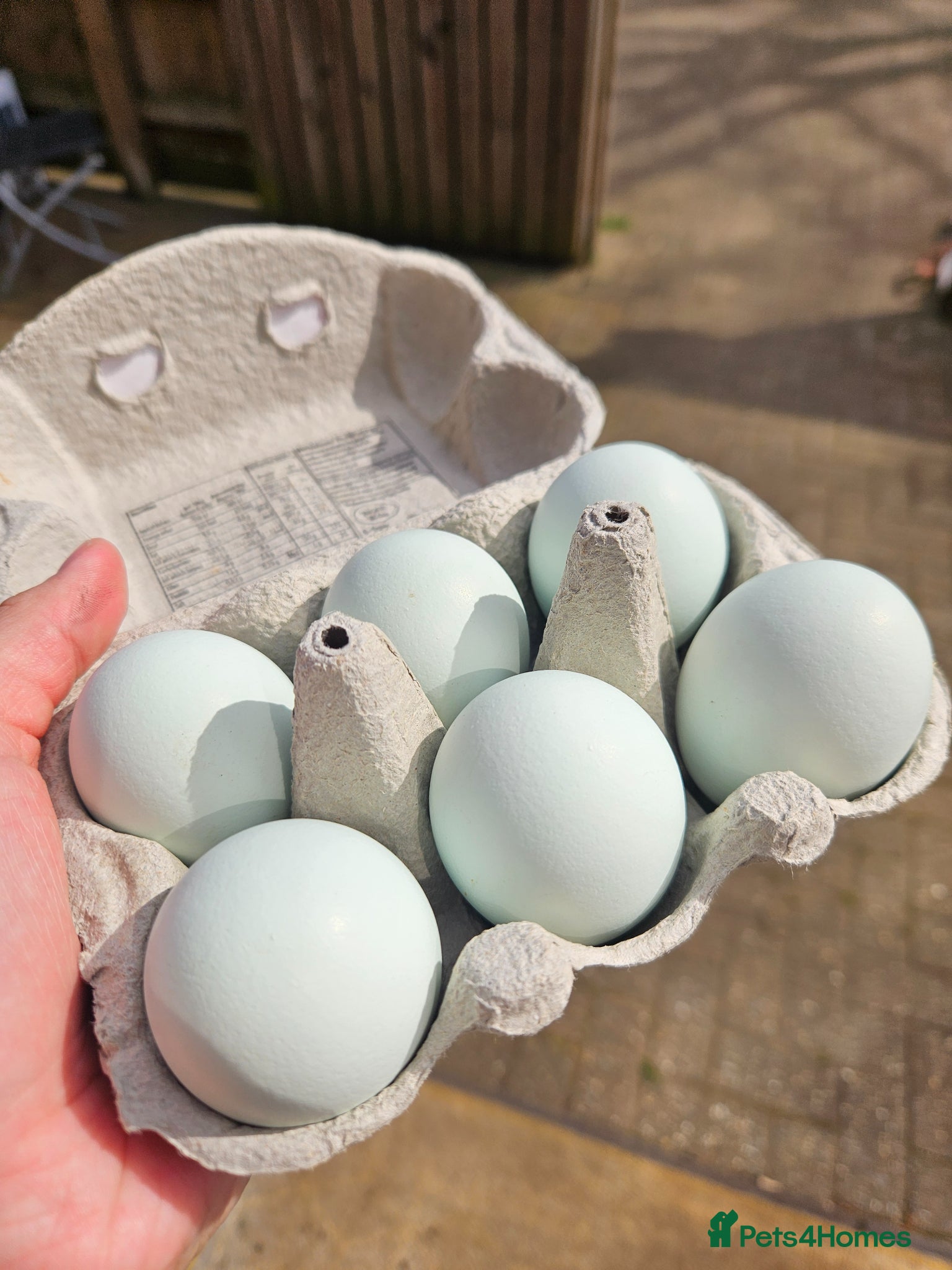 Chickens poultry Leghorn hatching eggs - Advert 1