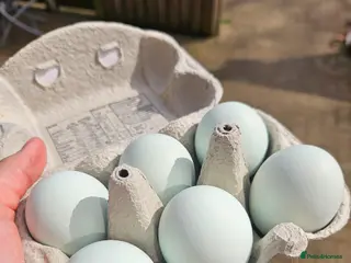 Chickens poultry Leghorn hatching eggs - Advert 1