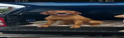 Labrador Retriever dogs for stud: 0/0 HIP & ELBOWS FULLY, HEALTH TESTED - Advert 9