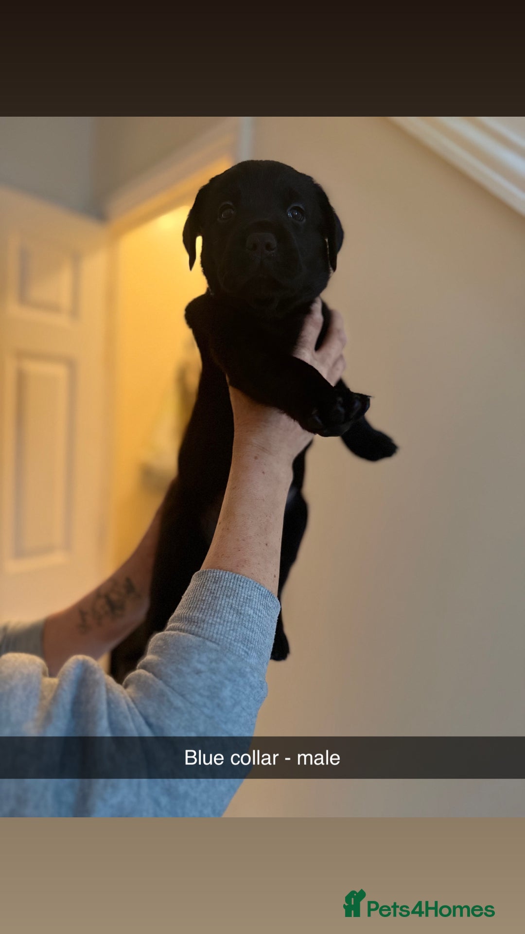 Labrador Retriever dogs for sale: 3 gorgeous black Labrador puppies - Image 3