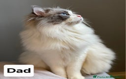 Mixed Breed cats for sale: Ragdolls/Persian Perdolls kittens  - Image 4