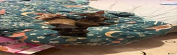 Oriental cats for sale: Gorgeous Oriental Kittens ready now - Advert 11