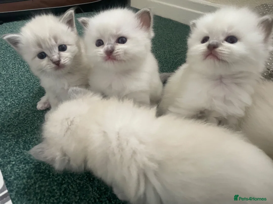 Ragdoll cats for sale: Ragdoll Kittens GCCF lilac and Blue beautiful  in Gainsborough - Advert 16