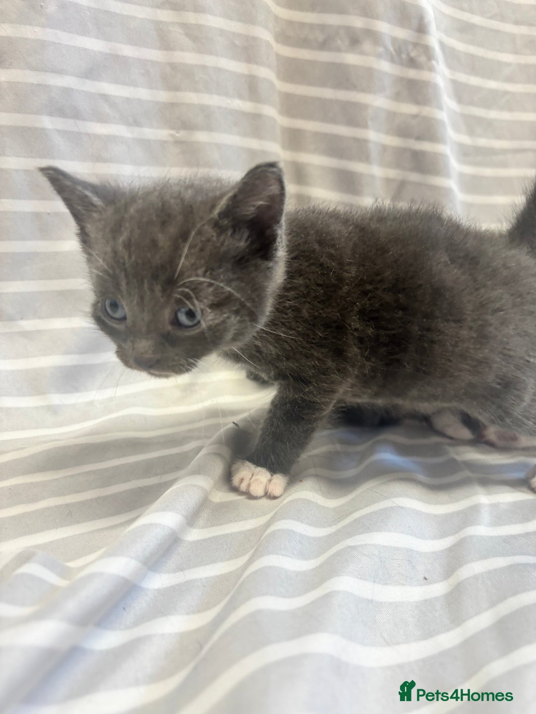 Mixed Breed cats for sale: Adorable 5-Week-Old Kittens Ready to Reserve - Image 3
