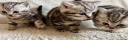British Shorthair cats for sale: GCCF Rare Show Quality BSH Silver Tabby Kittens  - Advert 18