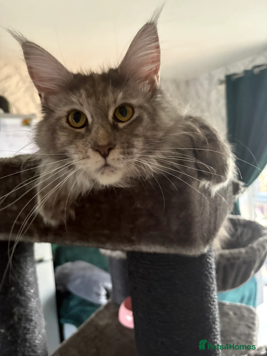 Maine Coon cats for sale: Female Maine coon for sale  - Advert 2