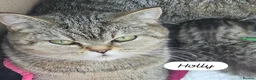 British Shorthair cats for sale: GCCF lilac boy ready to leave - Advert 2