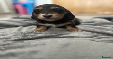 Miniature Dachshund dogs - Advert 7